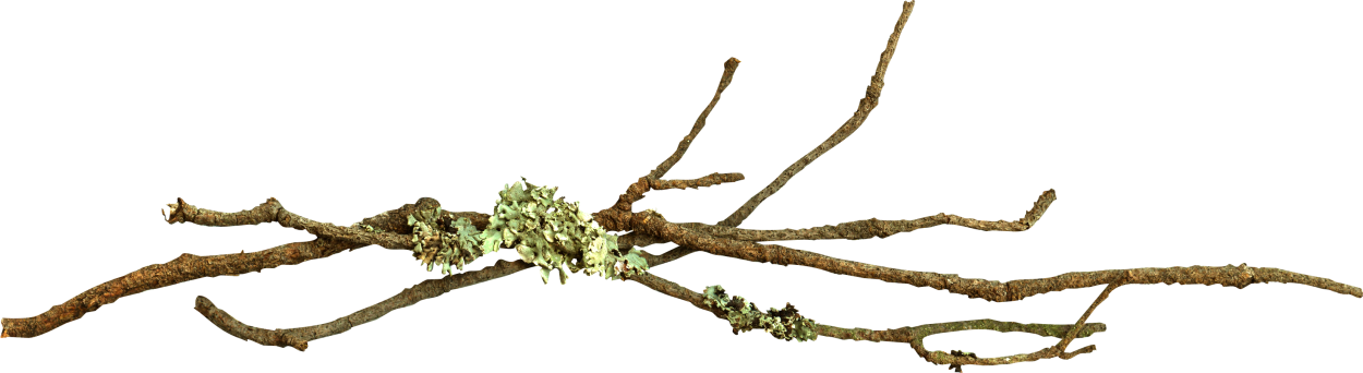 Почки на деревьях