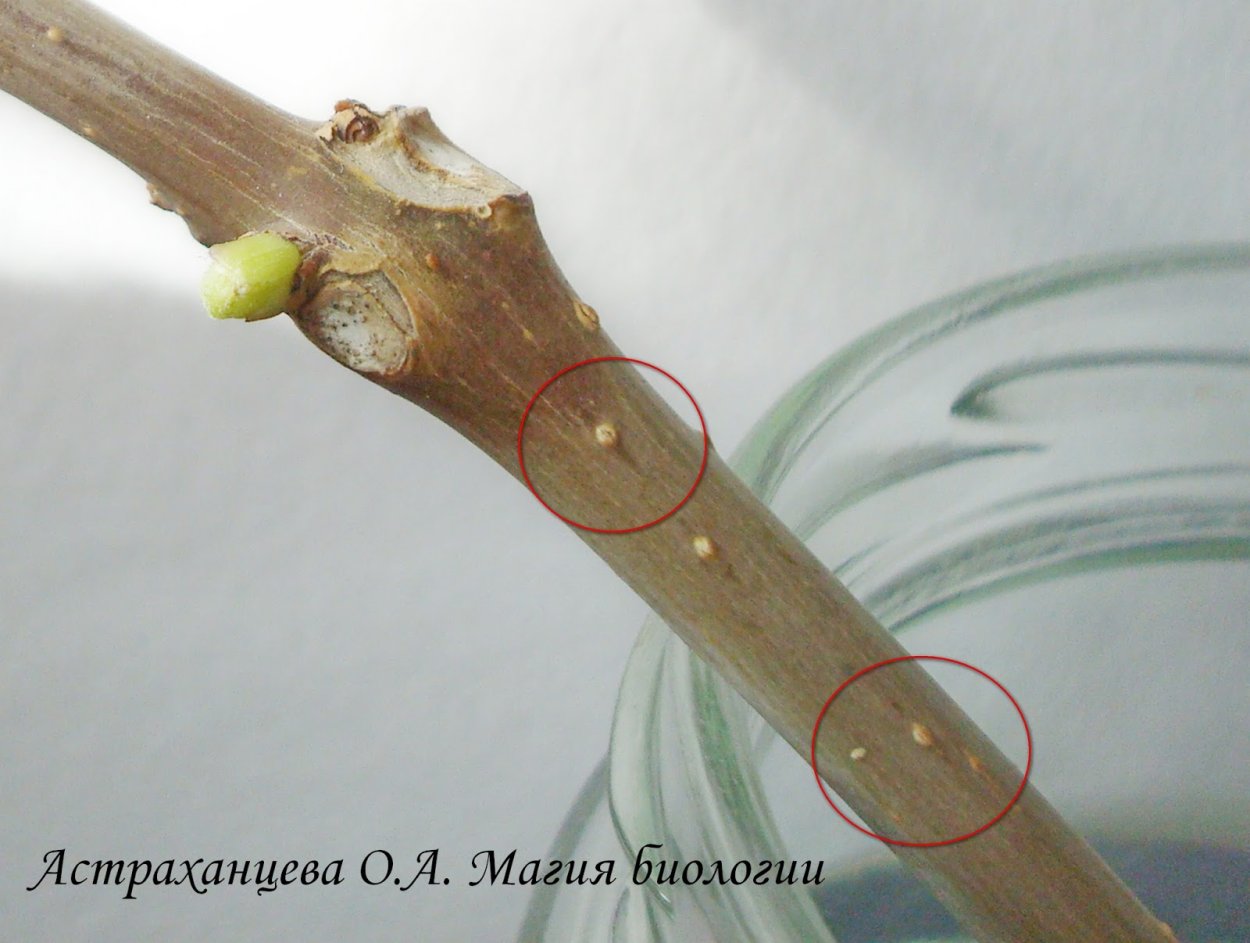 Строение побега вишни