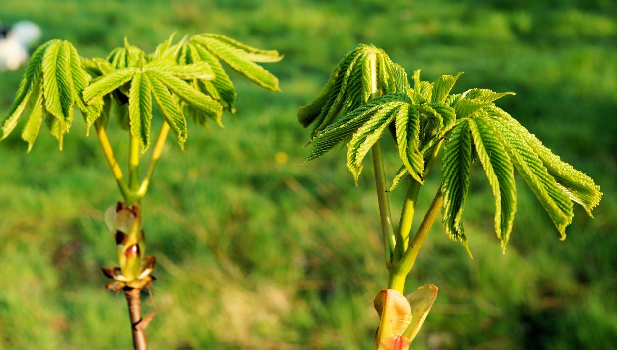 Куст с шипами на ветках