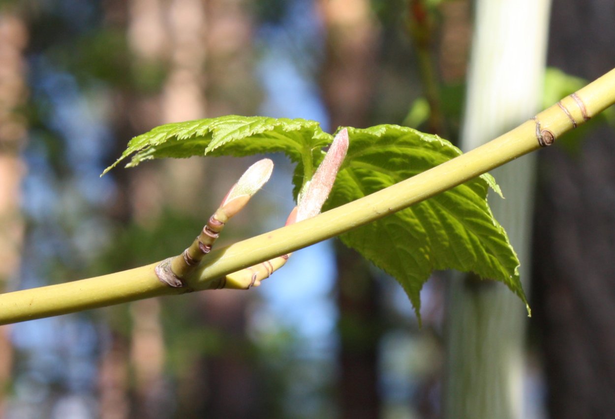 Росток клена
