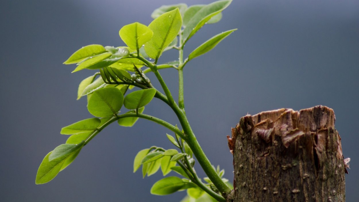 Липа распускание листьев