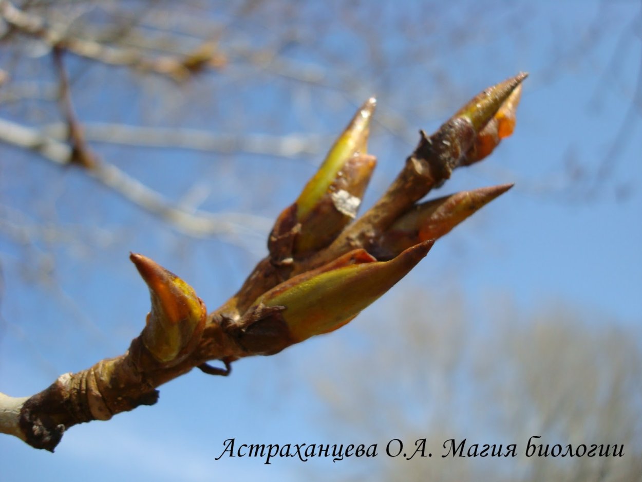 Эскиз тату ветка с листьями