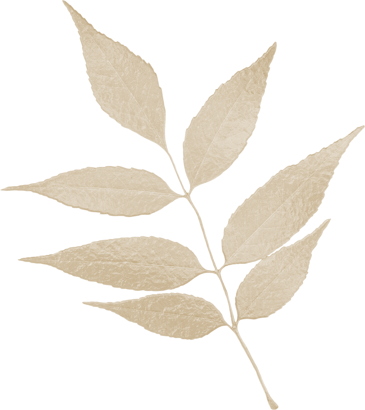 Лабораторная работа строение стебля