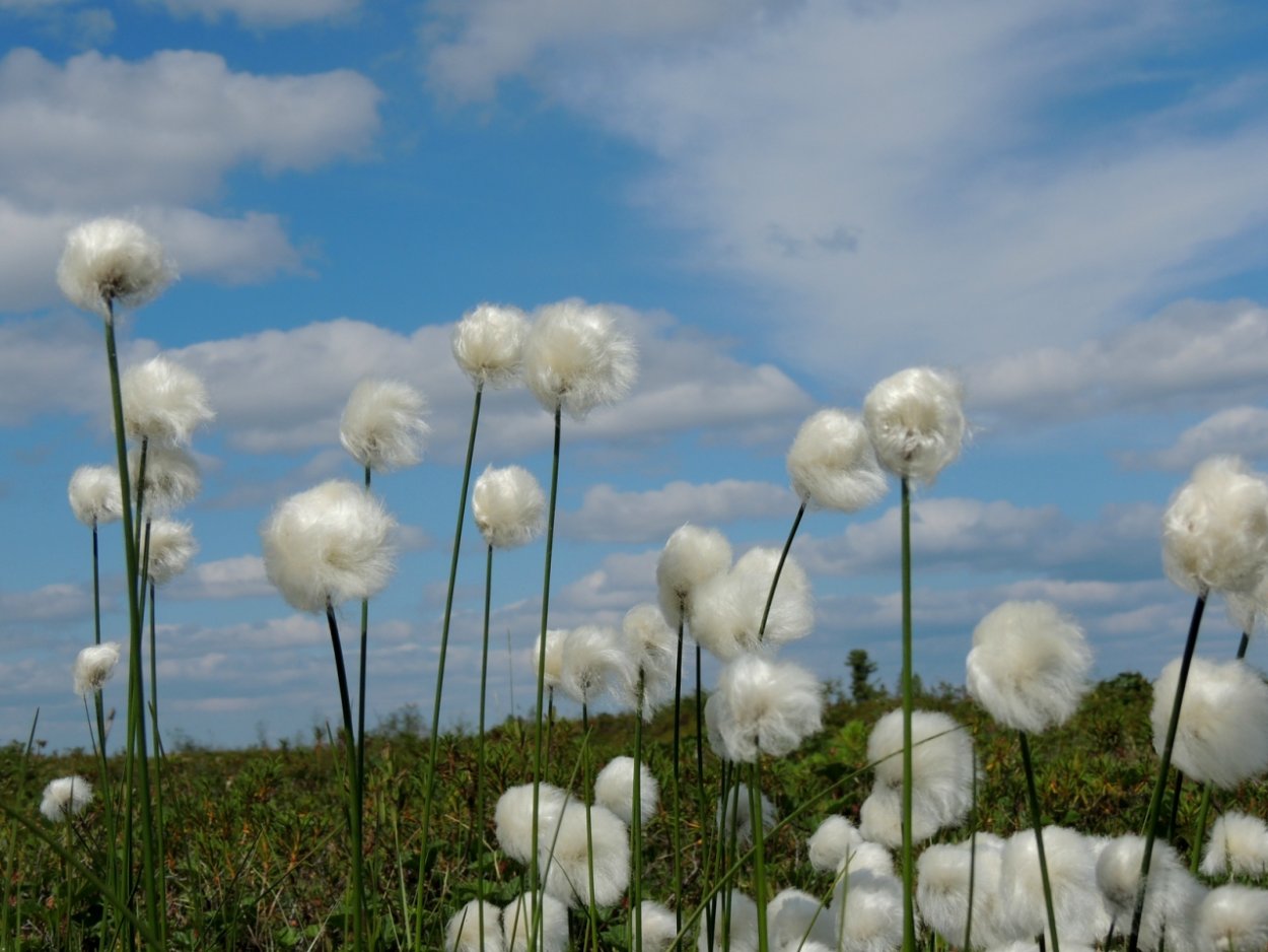 Пушица в тундре