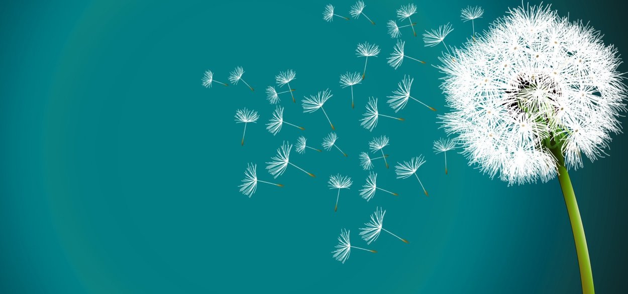 Лиловые одуванчики Тянь Шань