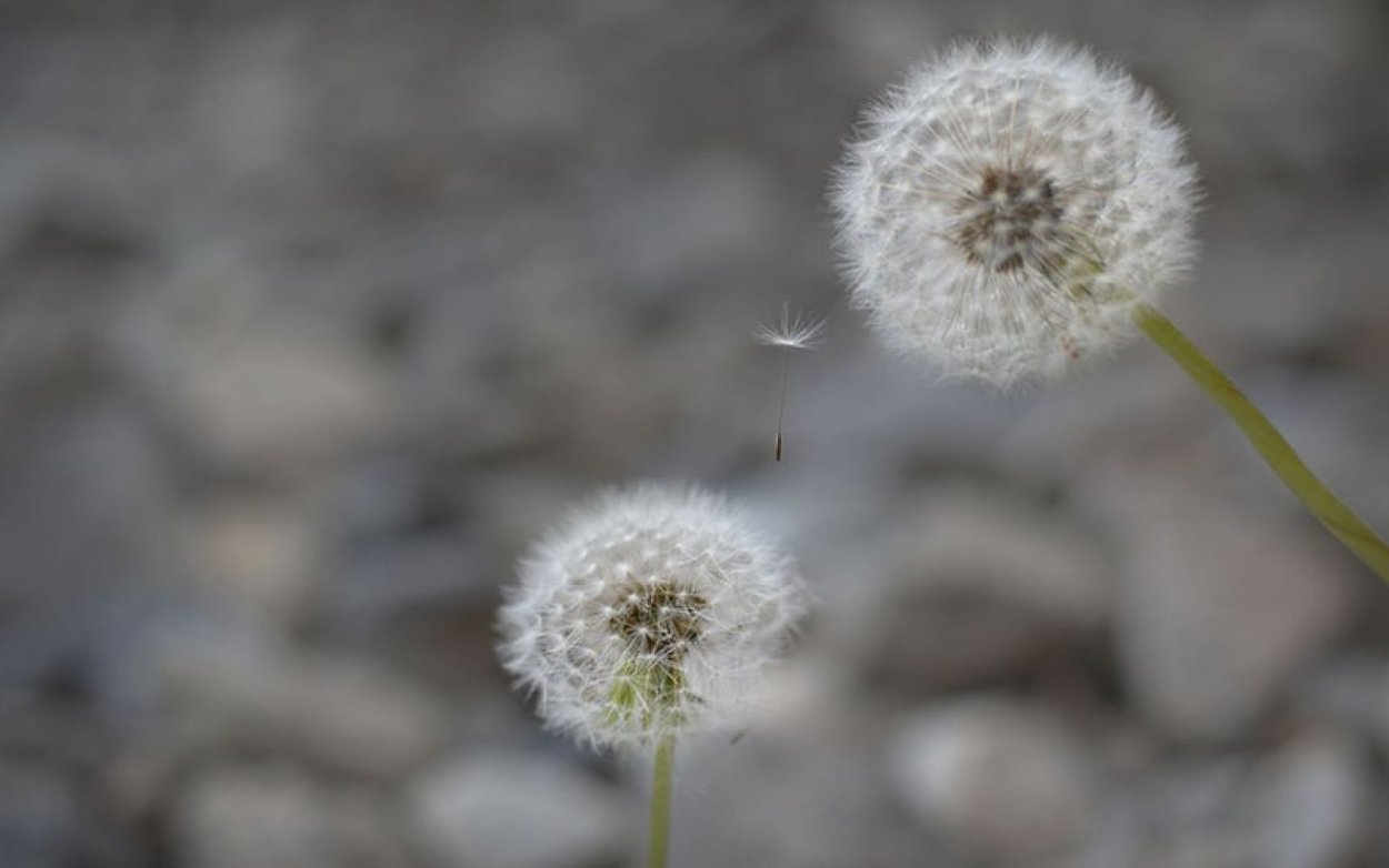 Озерно-болотистая тундра Камчатки