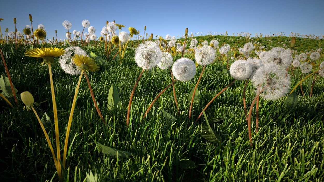 Пушистый цветок летом