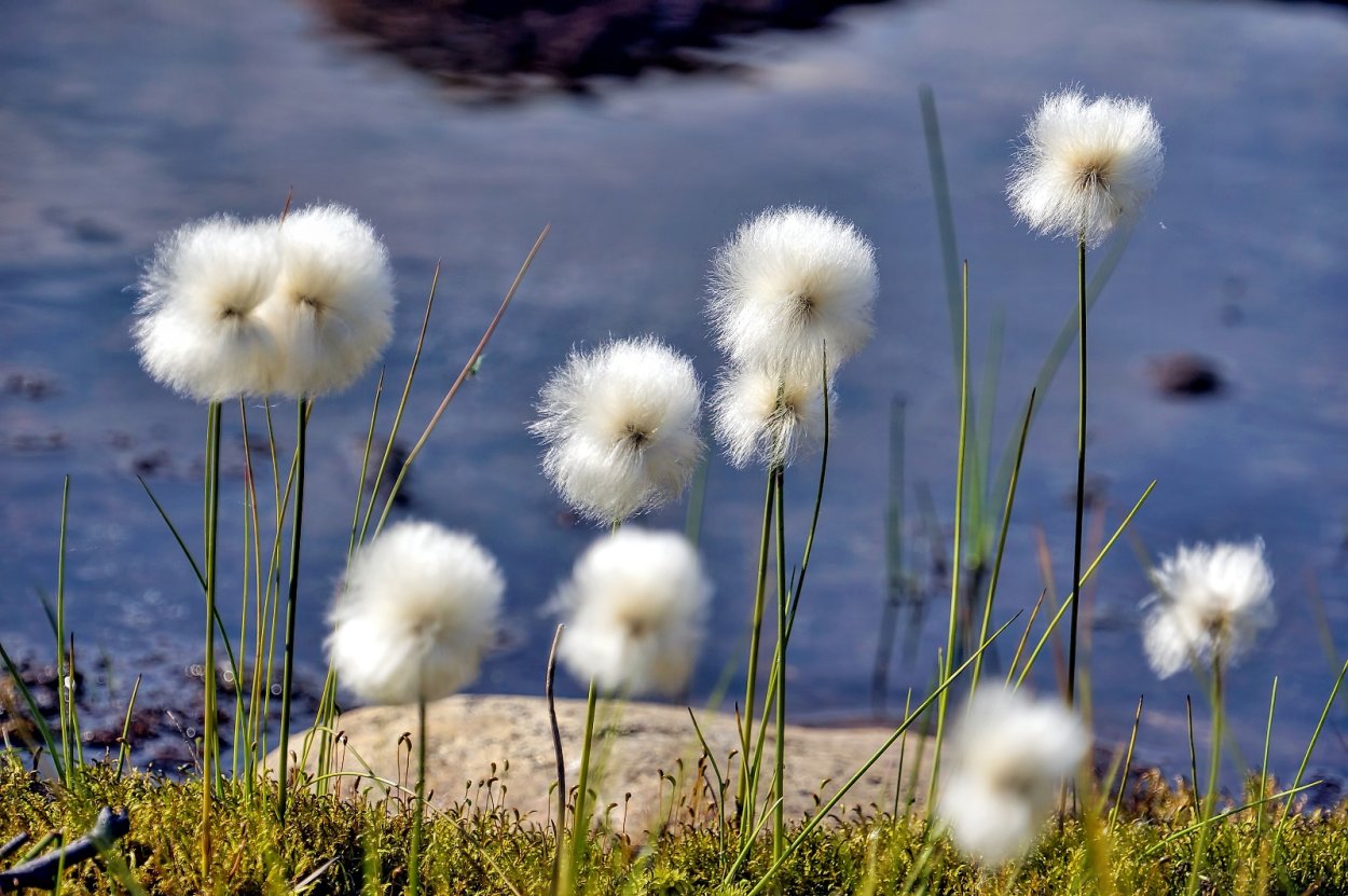 Осока пушица