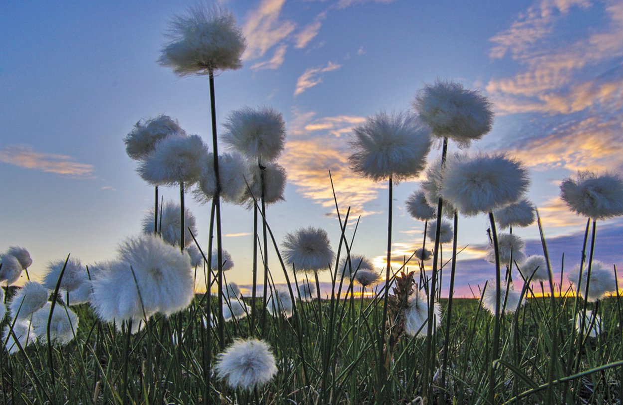 Пушица Болотная