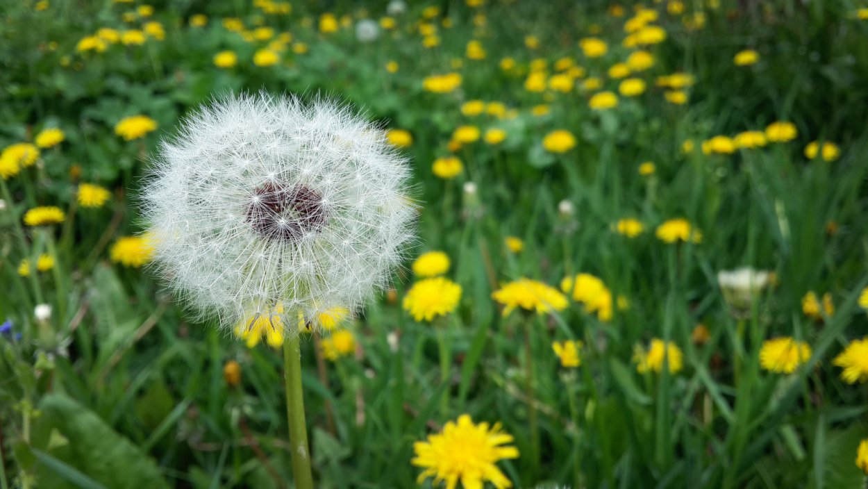 Первоцветы мать-и-мачеха