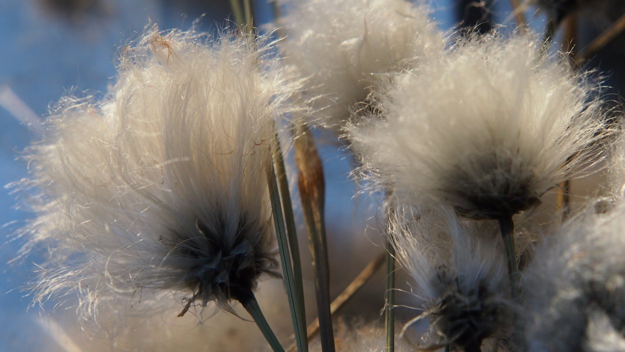 Пушица плод