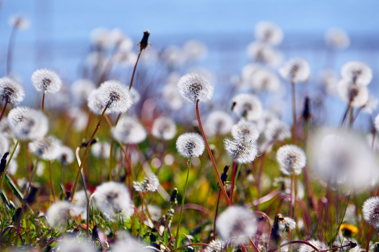 Одуванчик на голубом фоне