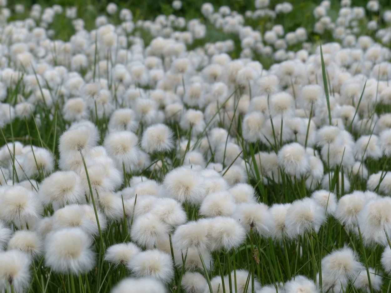 Одуванчик Тундровый