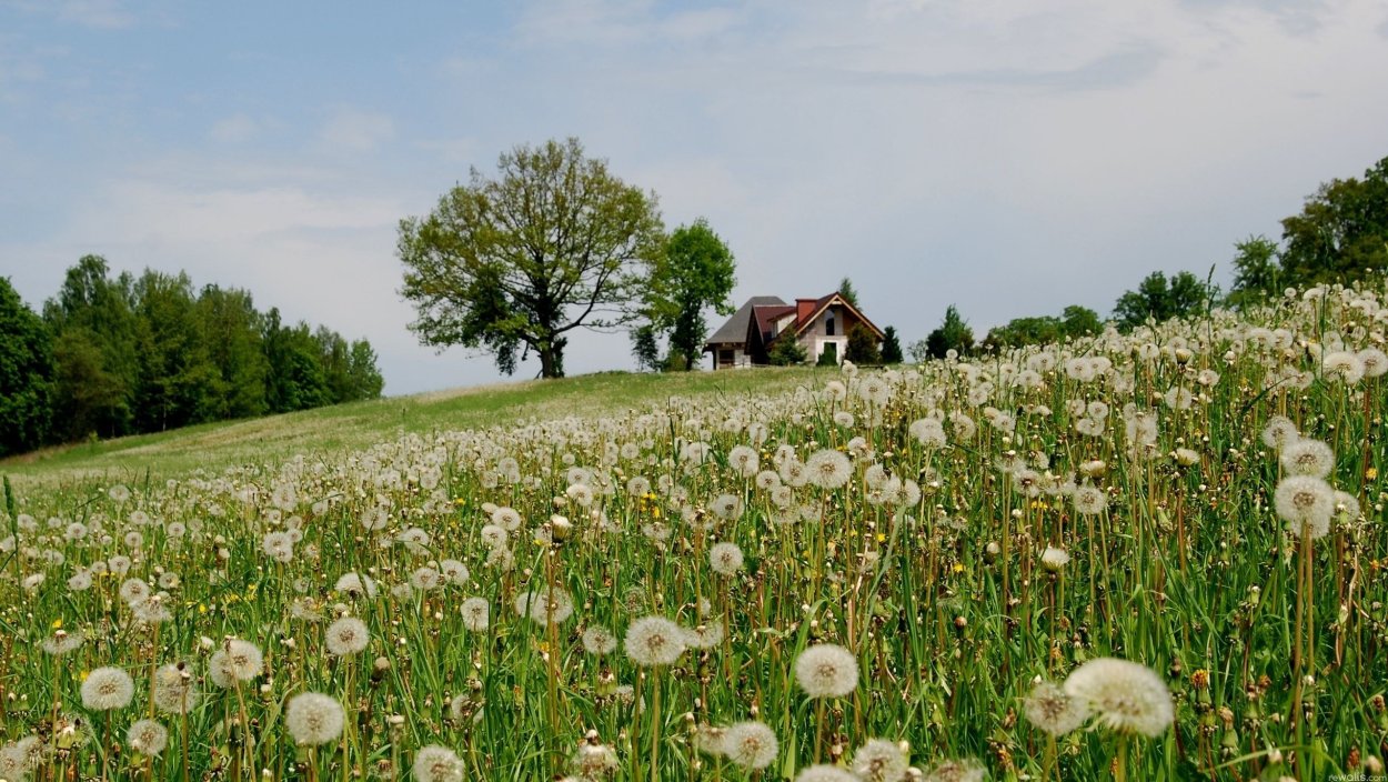 Одуванчик Луговой