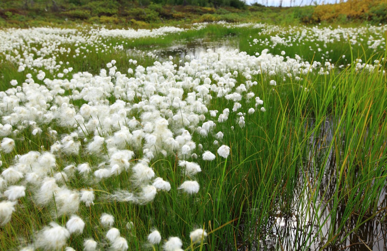 Одуванчик снежный
