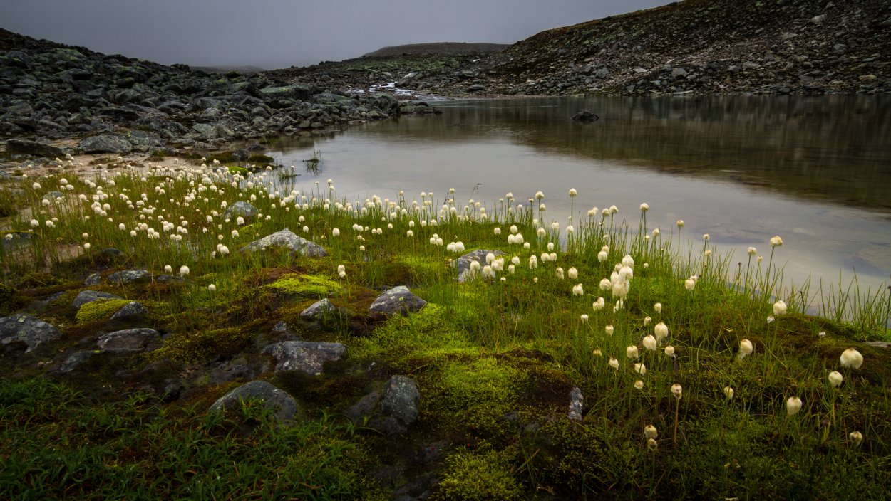 Северный одуванчик