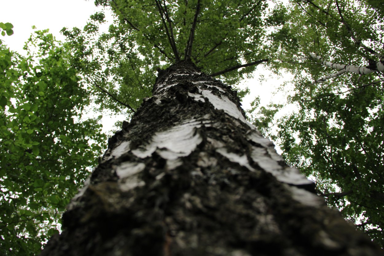 Карач дерево