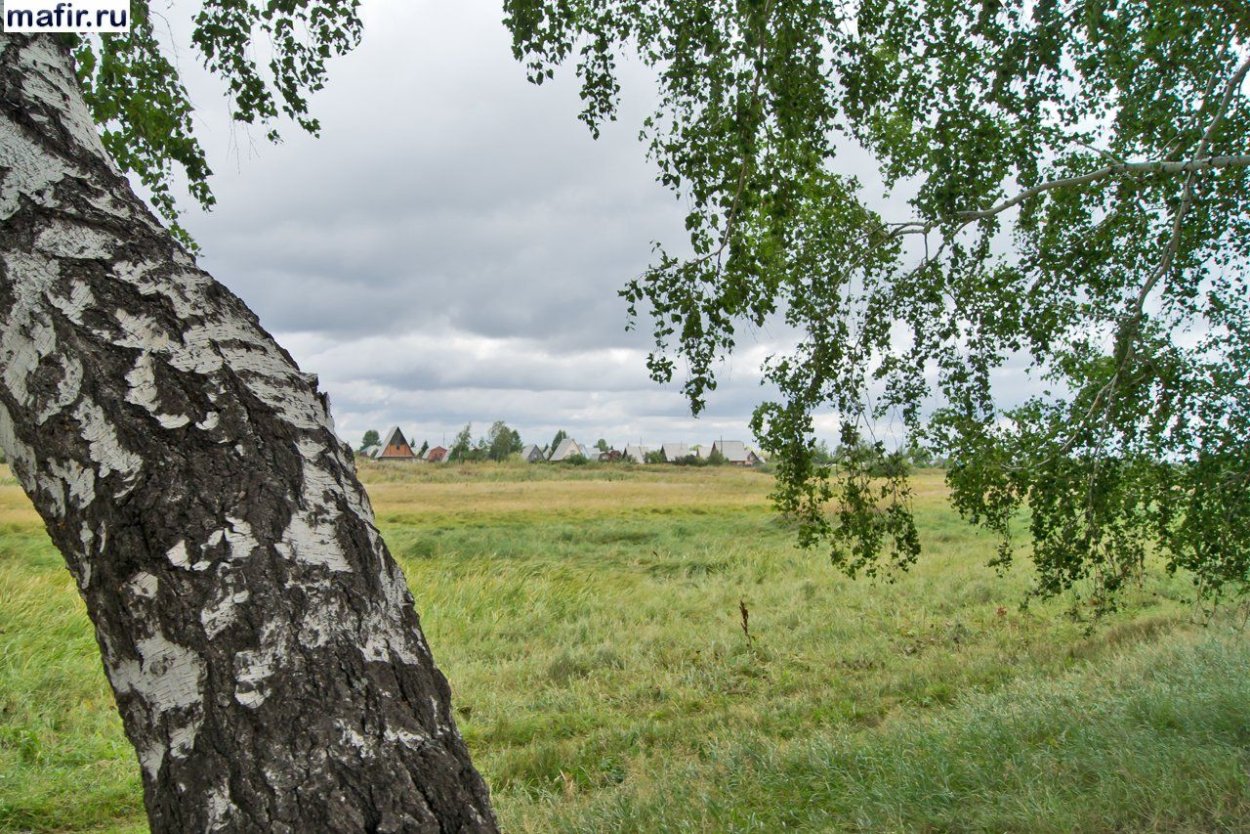 Березовая роща Сергиев Посад