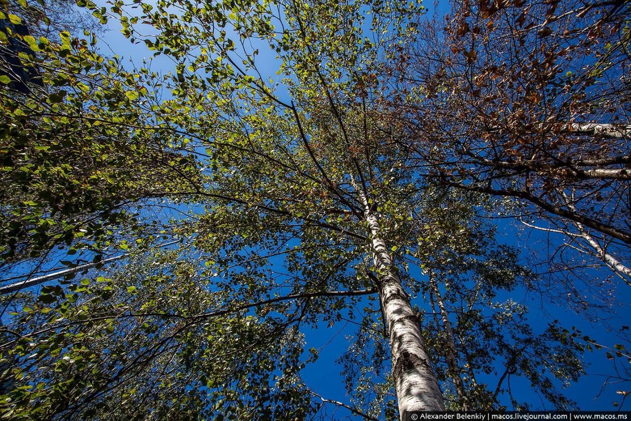 Береза бородавчатая Бештау