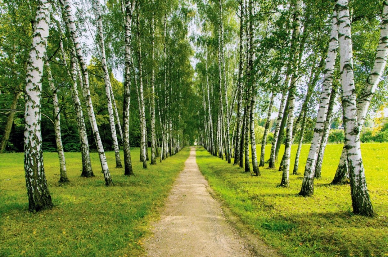 Родина березы река