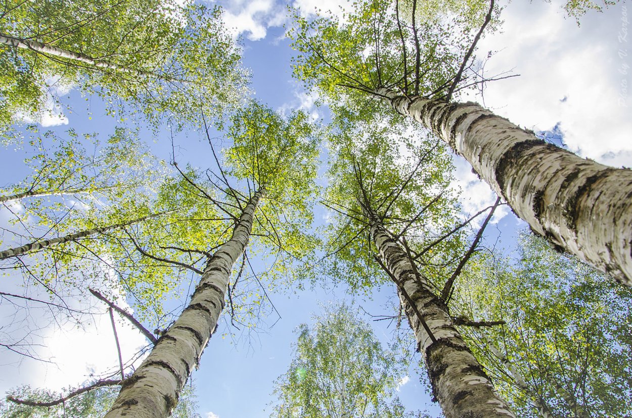 Берёза мелколистная