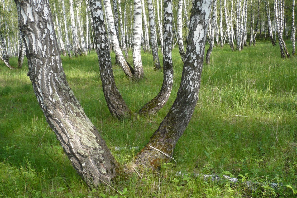 Березы у реки