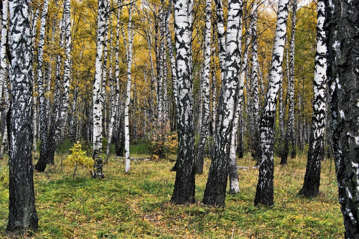 Березовая роща Кисловодск