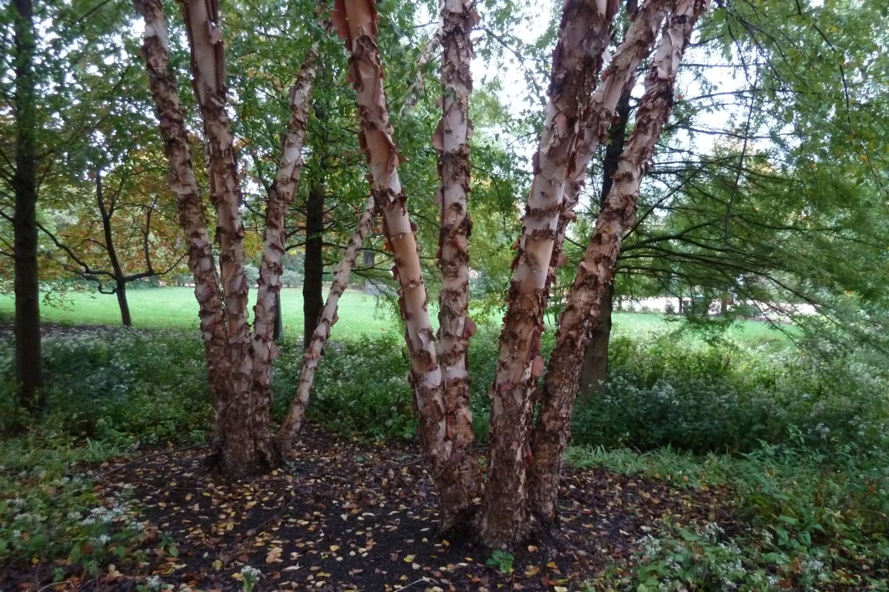Береза черная Betula nigra
