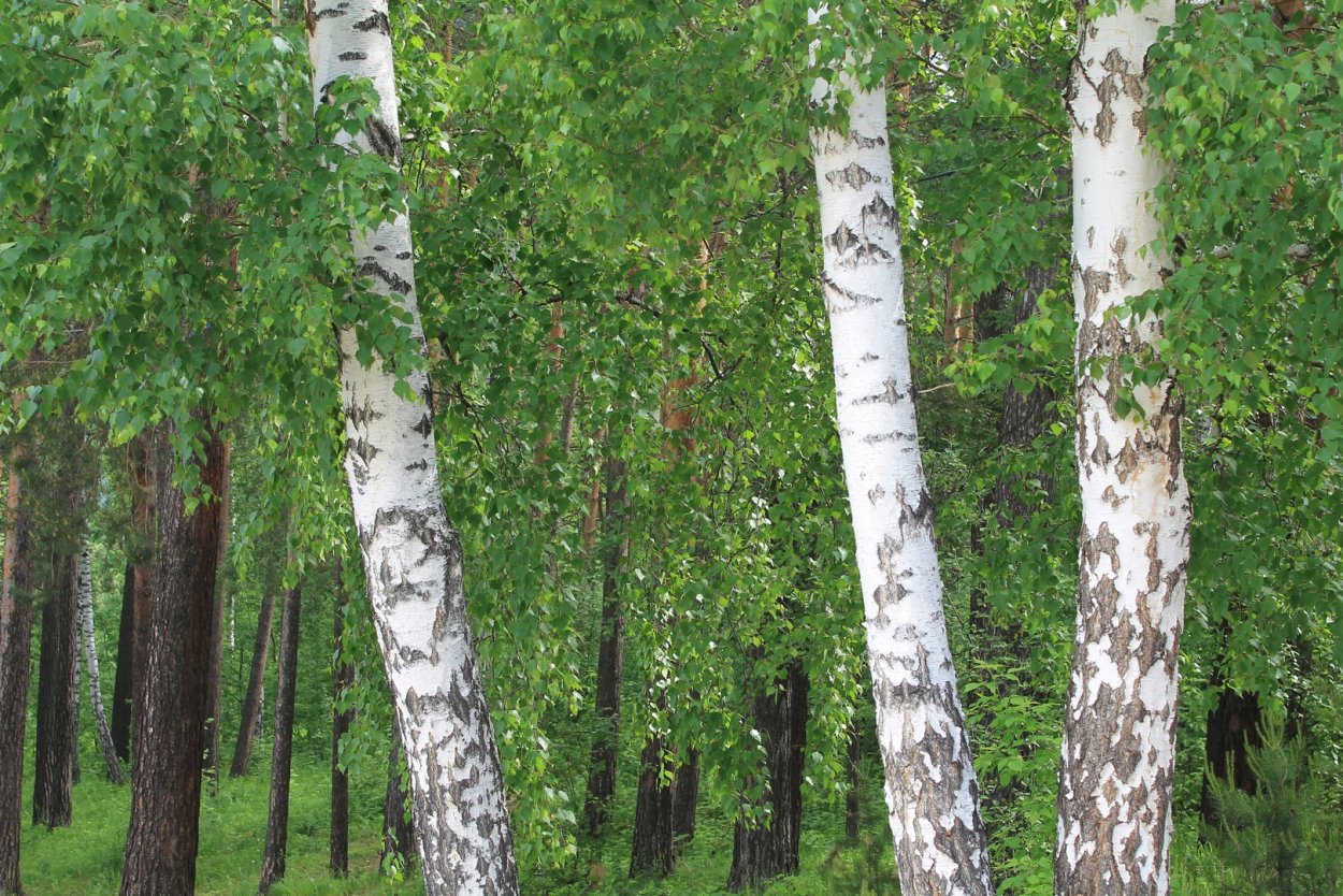 Широколиственные леса береза