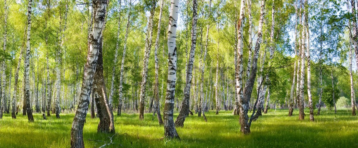 ПВХ Березовая роща