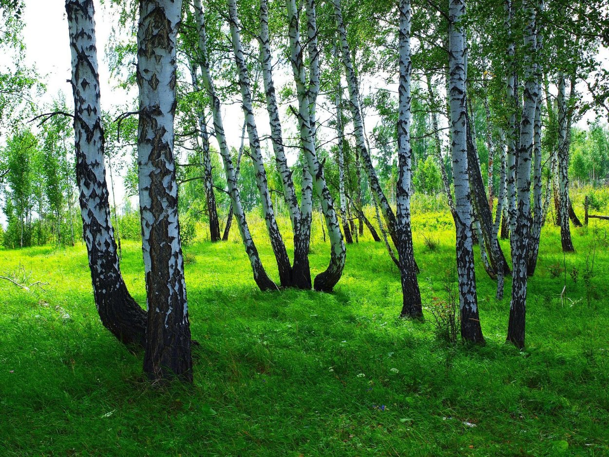 Карельская повислая береза