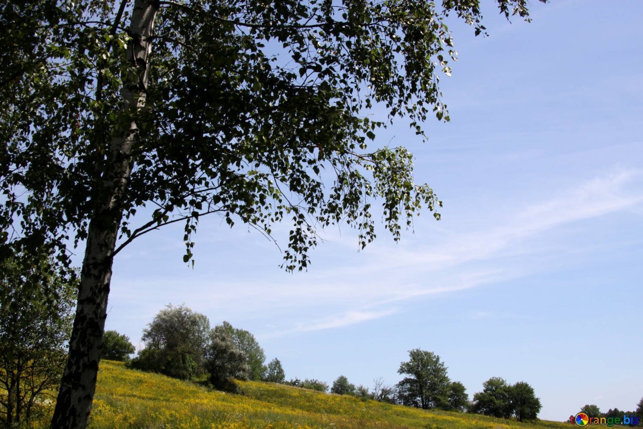 Берёза ойковская