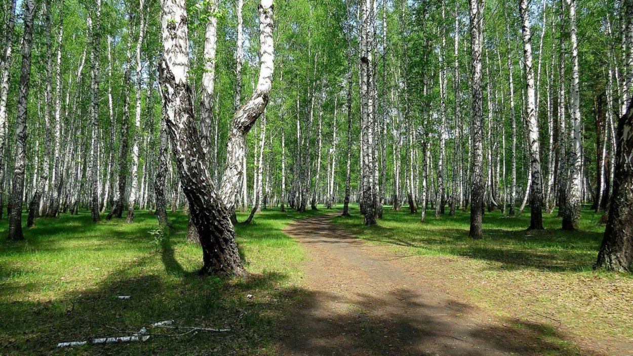 Береза бородавчатая