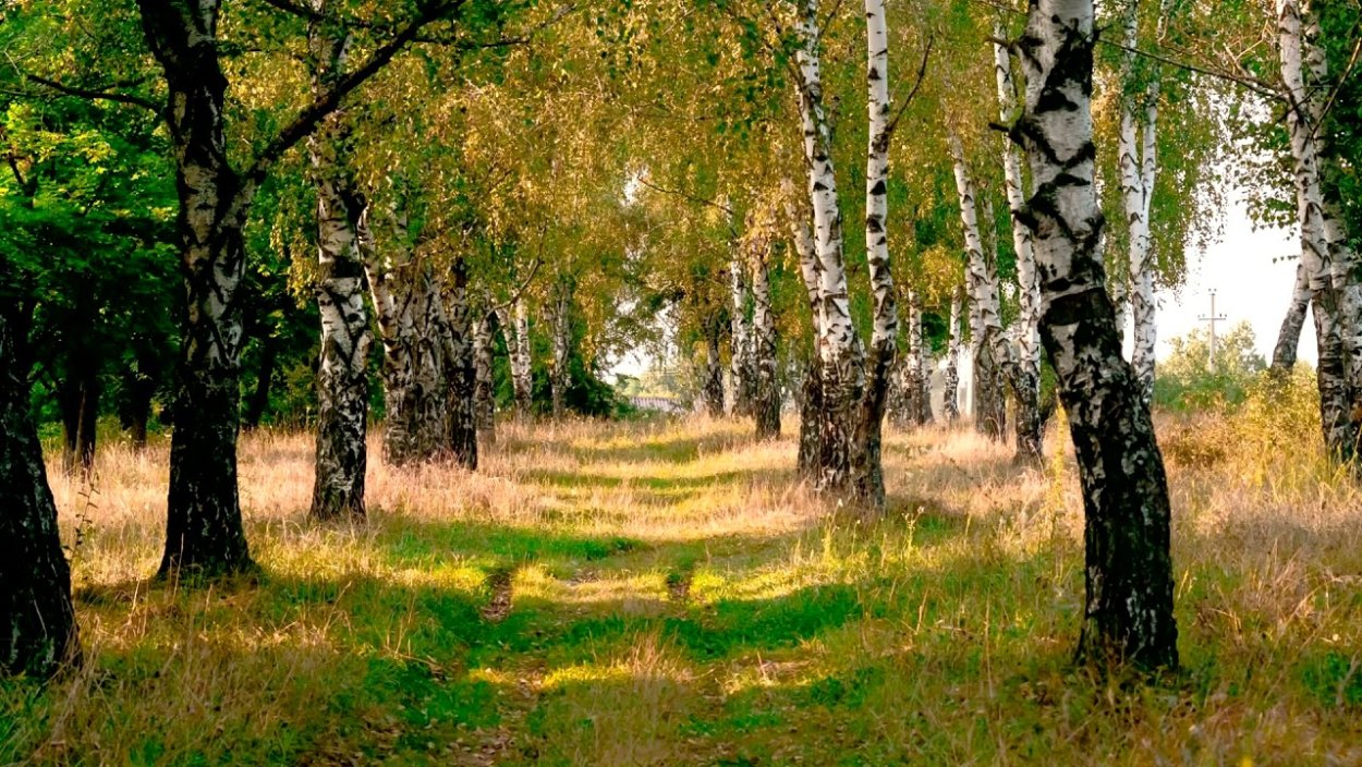 Березовая роща Омск