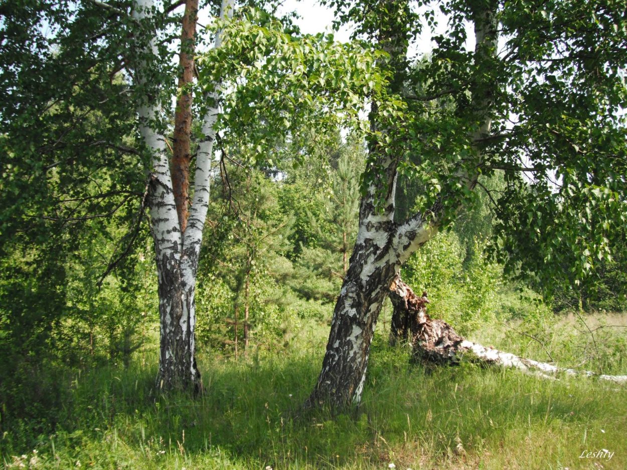 Березы на опушке леса