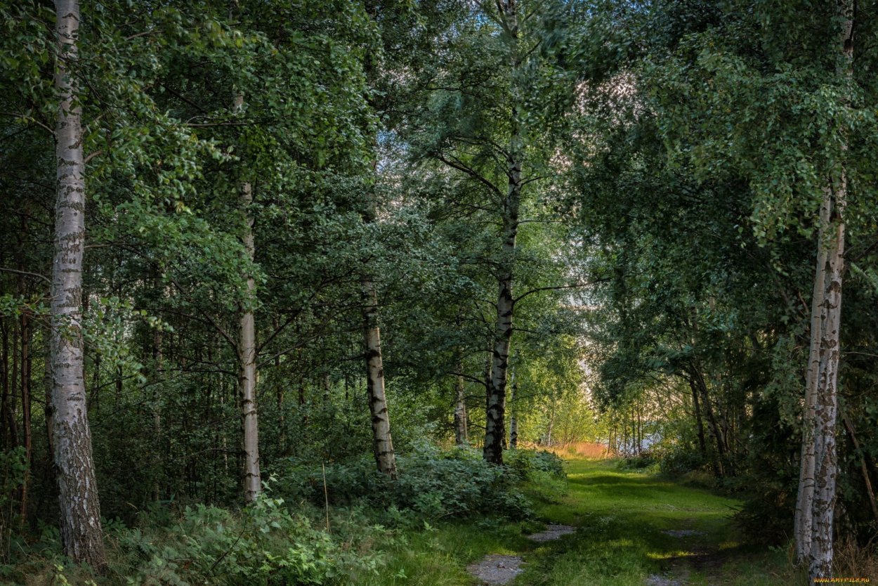 Ветки плакучей березы