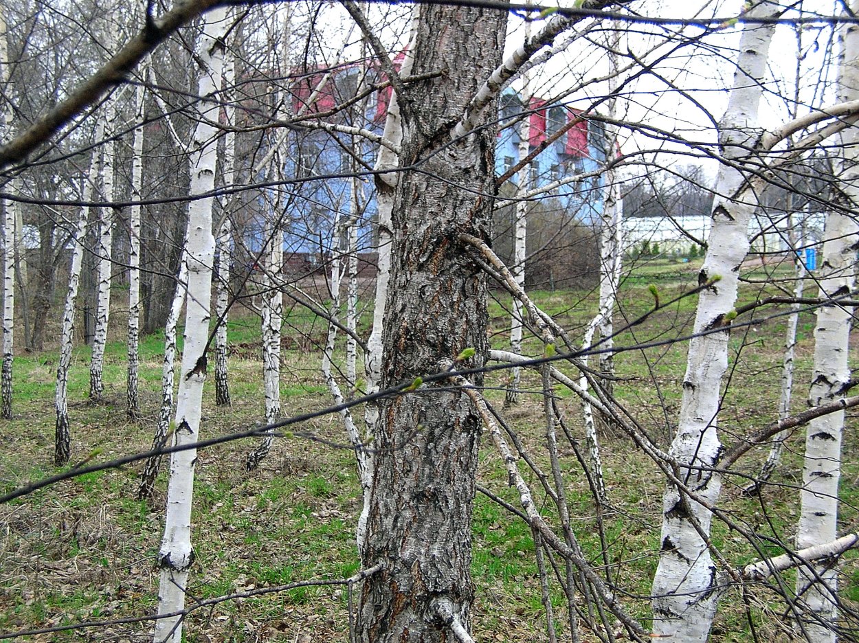 Русская Березка Чувашия