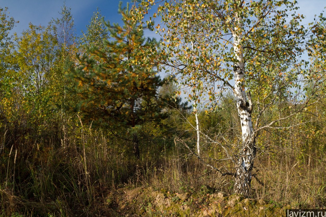 Березовая роща Тюмень