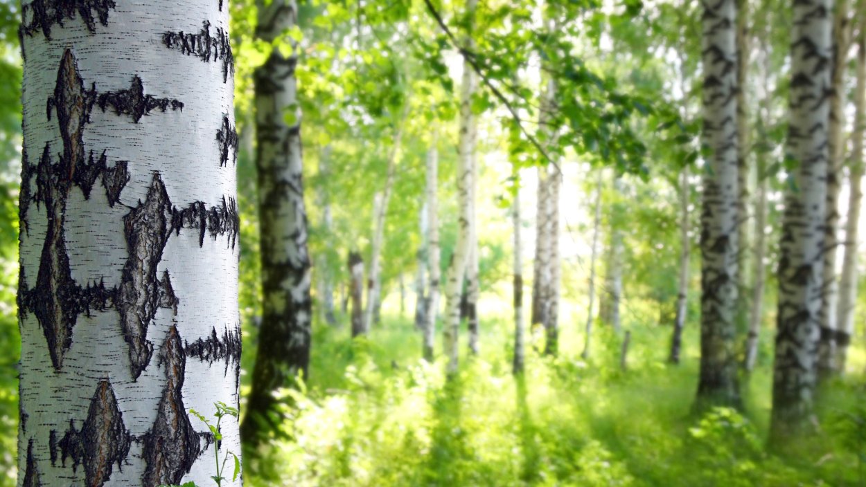 Береза белокорая