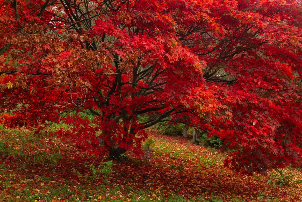Японский остролистный клен