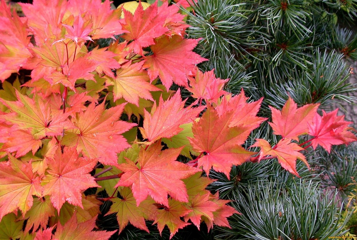 Клен Ширасавы Ауреум