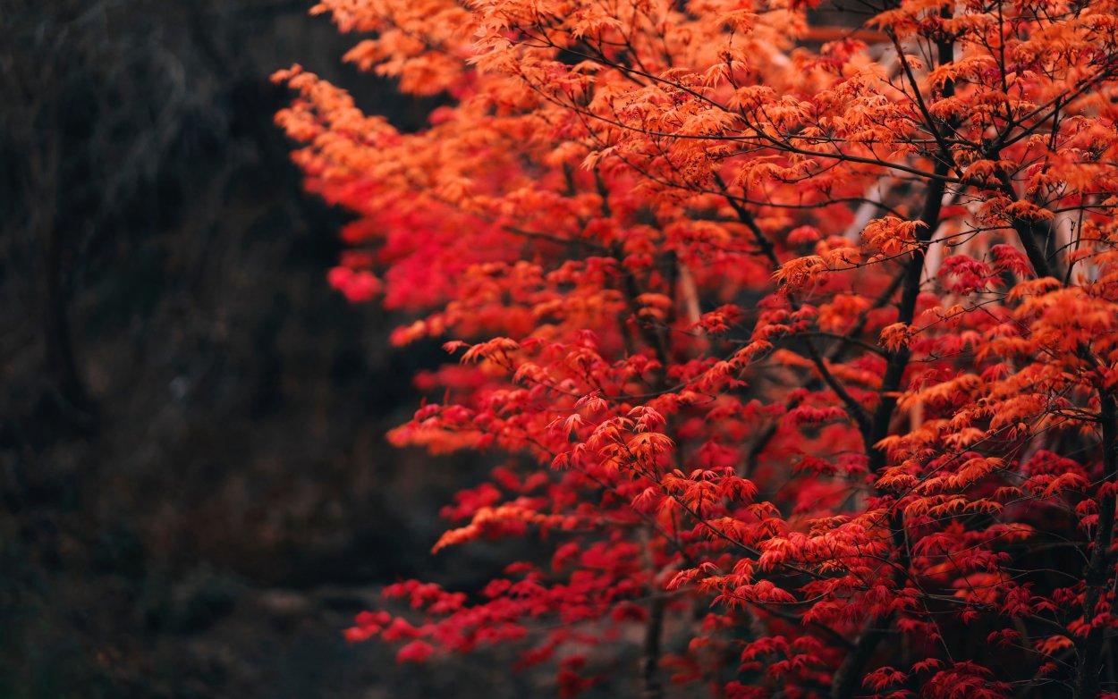 Дерево клён с красными листьями