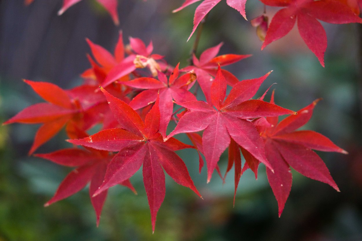Клен palmatum Osakazuki