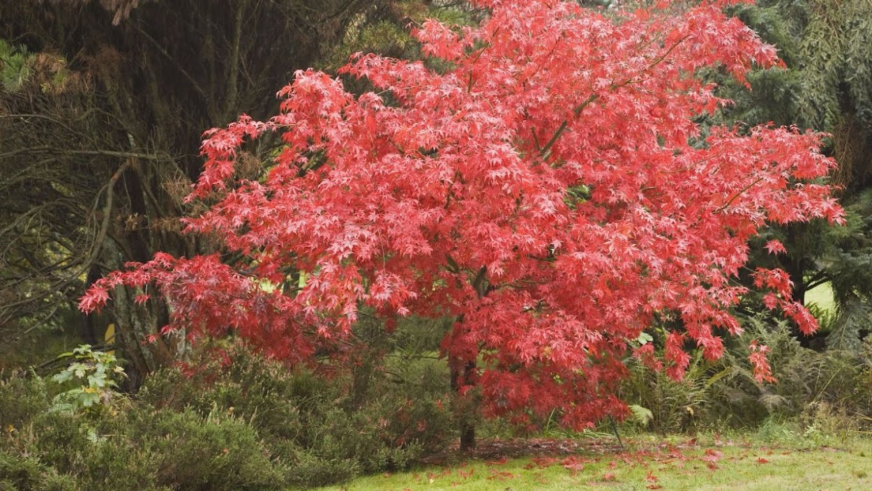 Клён японский листопадный