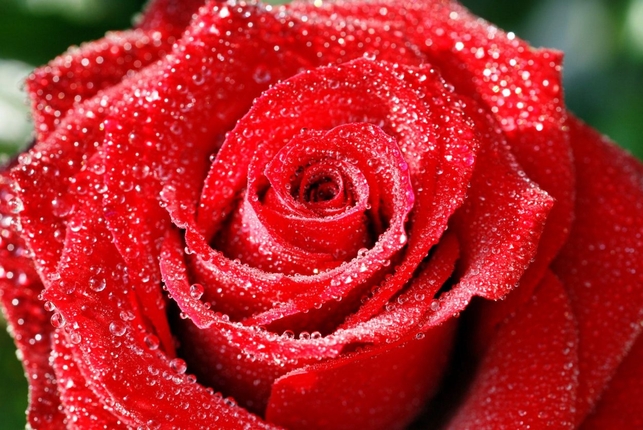 Самые красивые розы