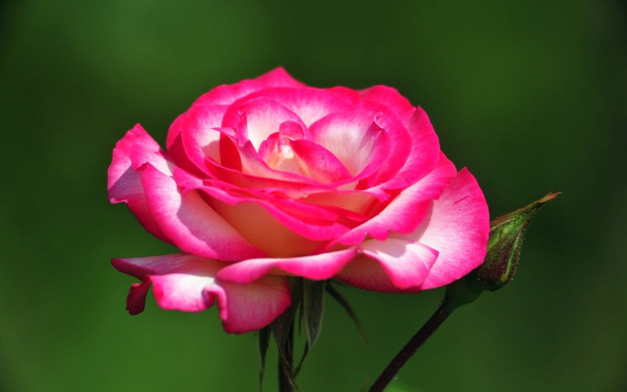 Роза супер сенсейшен