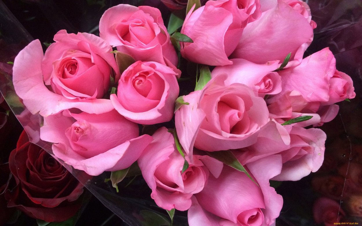 Роза ол Райт