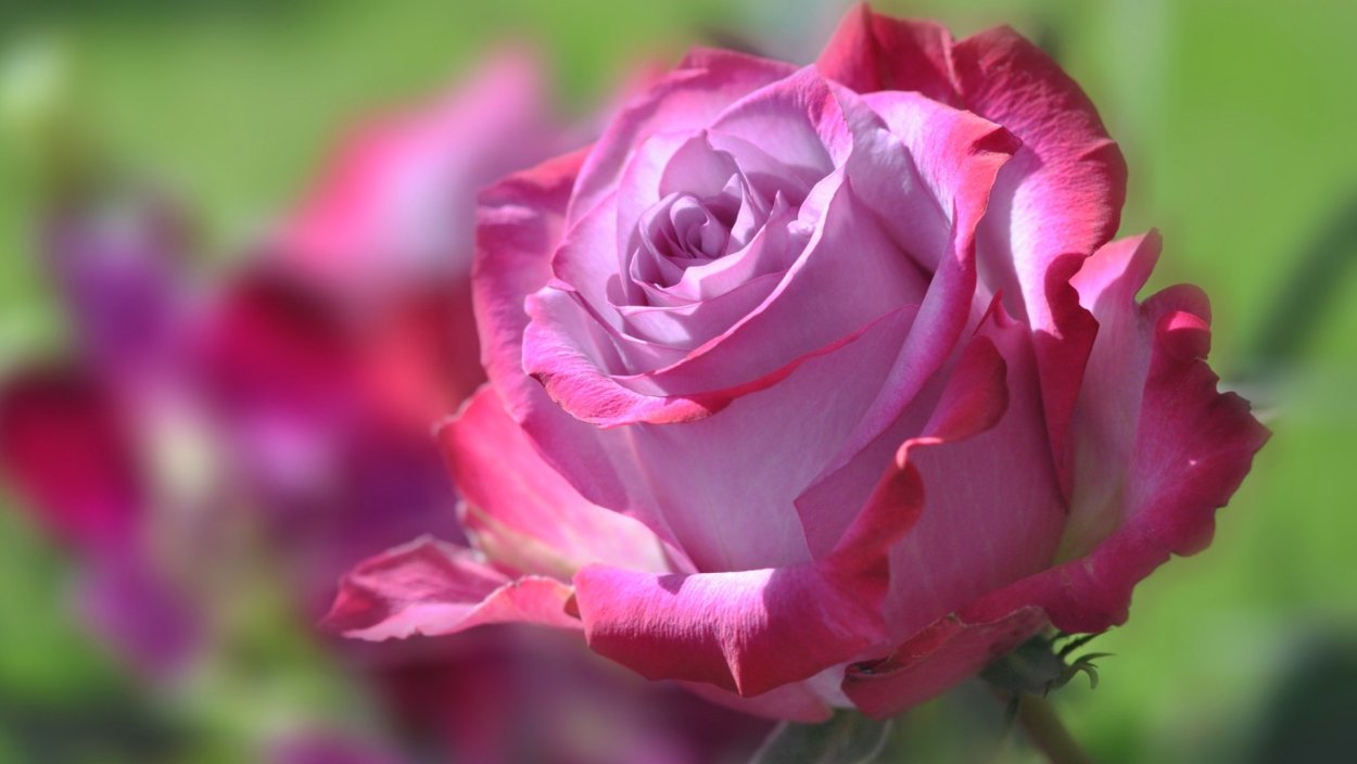 Букет любимой