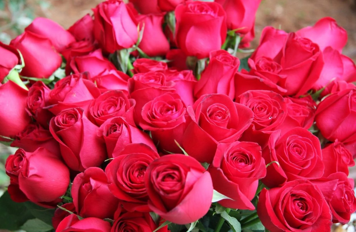 Красные розы