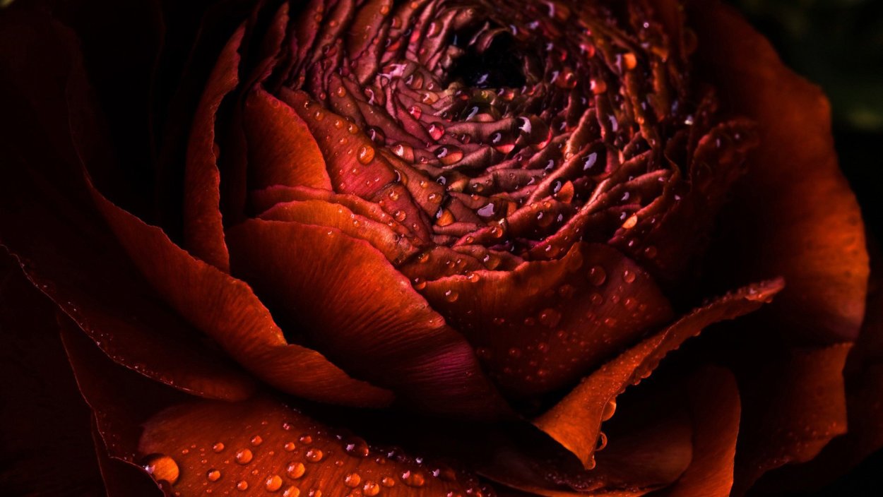 Коричневые розы